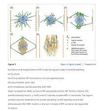 Centrioles are required to form the base of cilia, which are used by animal cells for both motility and signaling. If Plants Don T Have Centrioles Where Do The Spindle Fibres Come From During Cell Division Quora