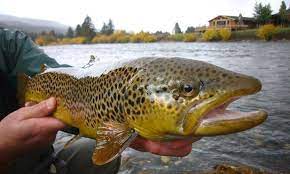 Experience the madison on a drift boat with one of our guides. West Yellowstone Cabins Camping West Fork Cabin Camp