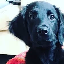 Maybe you would like to learn more about one of these? Scottish Flat Coat Retrievers Home Facebook