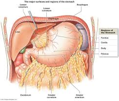 Spleen Location Diagram Koibana Info Human Anatomy And Physiology Human Body Diagram Stomach Diagram