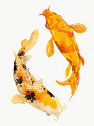 Two Japanese Koi Fish Swimming Transparent Png Premium Image By Rawpixel Com Techi Japanese Koi Koi Watercolor Japanese Koi Fish Tattoo