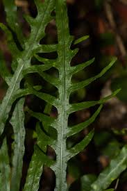 Image result for Microsorum scandens