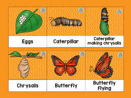Check spelling or type a new query. Ciclo Vida Mariposa Ingles 2 Imagenes Educativas
