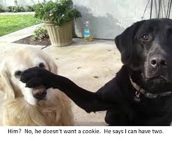 Image result for dog funnies
