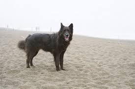 Use this page to get an idea of what dogs look like. A Black Long Haired Dog On The Beach By Lucas Saugen Photography Llc Beach Dog