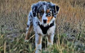 Aussie ou berger australien d'amérique nom d'origine : Berger Australien Miniature Taille Prix Sante Berger Australien Passion