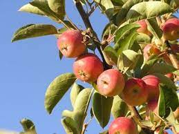 Hewes Virginia Crab 36 95 Trees Of Antiquity Fruit Trees Crabapple Tree Apple Tree