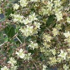 Image result for Lawsonia inermis