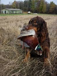 Image result for německý křepelák postava