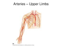 There are usually two arteries, a superior and an inferior. Ppt Chap 18 Blood Vessels Continued Powerpoint Presentation Free Download Id 3026878