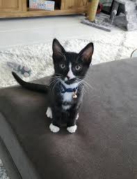 We carry breakaway kitten collars to help prevent them from getting snagged and stuck out of reach. Bond Co Moon Star Breakaway Kitten Collar Petco