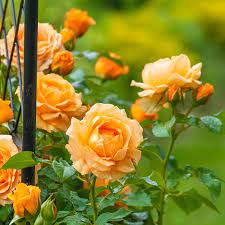 Free shipping on orders over $25 shipped by amazon. Golden Opportunity Climbing Rose Shop Roses Spring Hill
