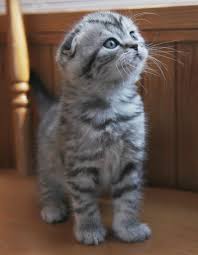 There are usually 1 to 3. Munchkin Cat Kitten Cats For Adoption The Y Guide