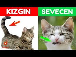 Kedileri Anlamanin 9 Yolu Kedilerin Beden Dili Youtube Kedi Guzel Kediler Hayvanlar
