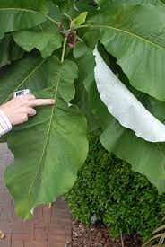In spring the southern magnolia drops its oldest leaves as new growth begins. Magnolia Macrophylla Bigleaf Magnolia Often Mispelled As Big Leaf Magnolia North Carolina Extension Gardener Plant Toolbox