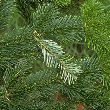 Nordmann Tanne Mehr Als Ein Weihnachtsbaum Pflanzen Naturgarten Nordmanntanne