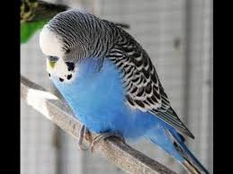 Blue parakeets are clever and colorful birds that make fun and entertaining pets. Blue Parakeets Youtube