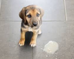 Dog threw up yellow bile. Why Do Dogs Vomit Yellow 5 Common Causes Proud Dog Mom