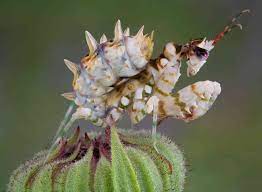 So how did it come by its unique name? 9 Of The Most Absurd Looking Mantis Species