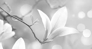 Image result for magnolia genia