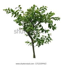 With the information given in this article you can understand how to grow. Shutterstock Puzzlepix