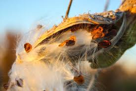 Check spelling or type a new query. Milkweed Seeds To Monarch Butterflies How You Can Help