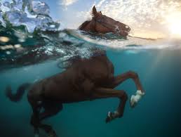 Have you seen a camel swim camel swimming in the sea i never seen a camel can swim before. Hooves In The Water Swimming Pigs And Diving Horses The Atlantic