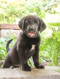 We did not find results for: Royce Bernese Mountain Dog Lab Mix Puppy For Sale In Blain Pa Happy Valentines Day Happyvalentinesday2016i
