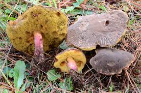 Image result for Xerocomellus diffractus