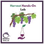 Brooks Wine Lab: Harvest Hands-On