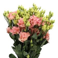 Image result for eustoma maurine