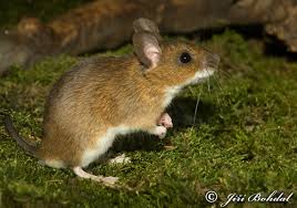 Mouse Species Guide Field Mouse Mouse Photos Animals Images