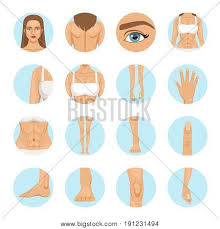 The most erogenous parts of the female body. Woman Body Parts Vector Photo Free Trial Bigstock