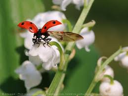 Un petit brin de muguet m a dit midilibre fr. Photo De Coccinelle Coccinelle N 575214 Sur Photos Animaux Com