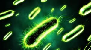 Read on for some hilarious trivia questions that will make your brain and your funny bone work overtime. When Was It Discovered That Bacteria Trivia Questions Quizzclub