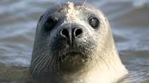 Harp Seals Movie Harp Seal Beach Rides Marine Animals