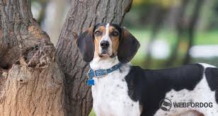 Image result for jurský honič