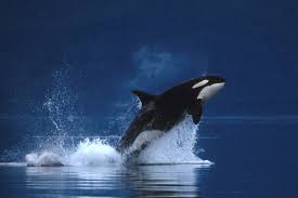 42 Free Orca Wallpaper On Wallpapersafari Find the best orca wallpaper on wallpapertag.