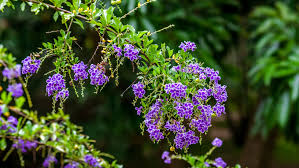 Maybe you would like to learn more about one of these? Lg Golden Dewdrop Duranta Erecta Sapphire Showers Tree Duranta Repens Trees Rigwelder Yard Garden Outdoor Living Items