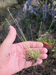 Image result for Eriocaulon