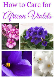 How To Care For African Violets African Violets African Violet Care Violet Plant