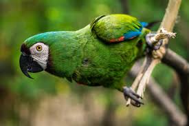 Kenapa Burung Beo Bisa Bicara?