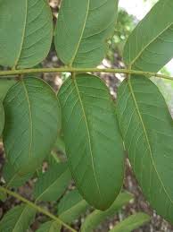 Image result for Centrolobium