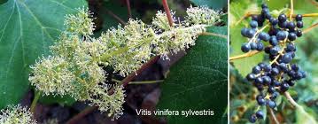 Image result for Vitis