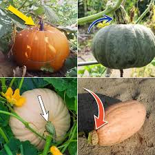 Image result for Cucurbita
