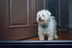 I've had the dogs over multiple times since i added the magnet. How To Keep Your Pets From Damaging Your Screen Door Seacoast Replacement Windows