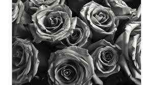 Black And White Rose Images Hd Black And White Rose Collection See All Wallpapers Wallpapers Background Flowers With Images Black And White Roses Flowers Photography White Roses