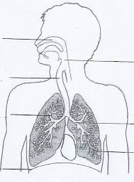 Élément précédent du carrousel élément suivant du carrousel. Schema De L Appareil Respiratoire De L Homme