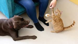 When you first bring the new cat home, put the resident cat in a separate room to give the newcomer time to check out the house without interference. Introducing Your New Cat To Your Other Pets Purina