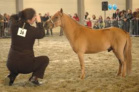 It has a heavy coat and short legs, is strong for its size, and is used for riding, driving, and pack purposes. Miniature Horse Wikipedia